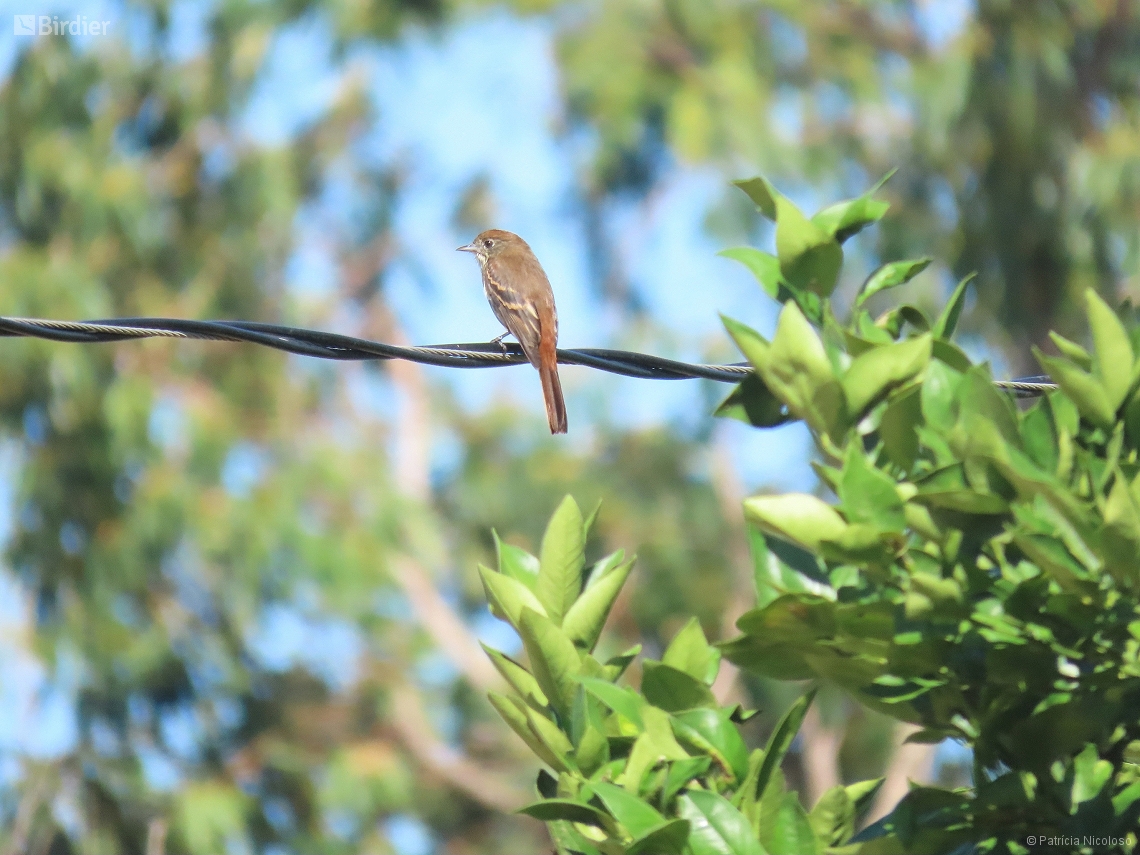 Knipolegus cyanirostris