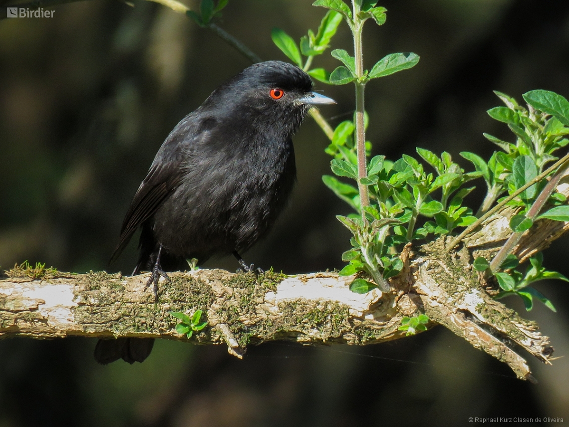 Knipolegus cyanirostris