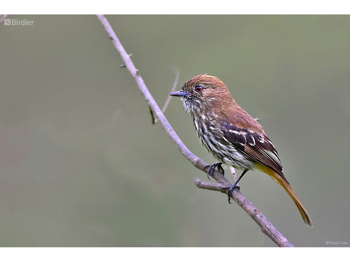 Knipolegus cyanirostris