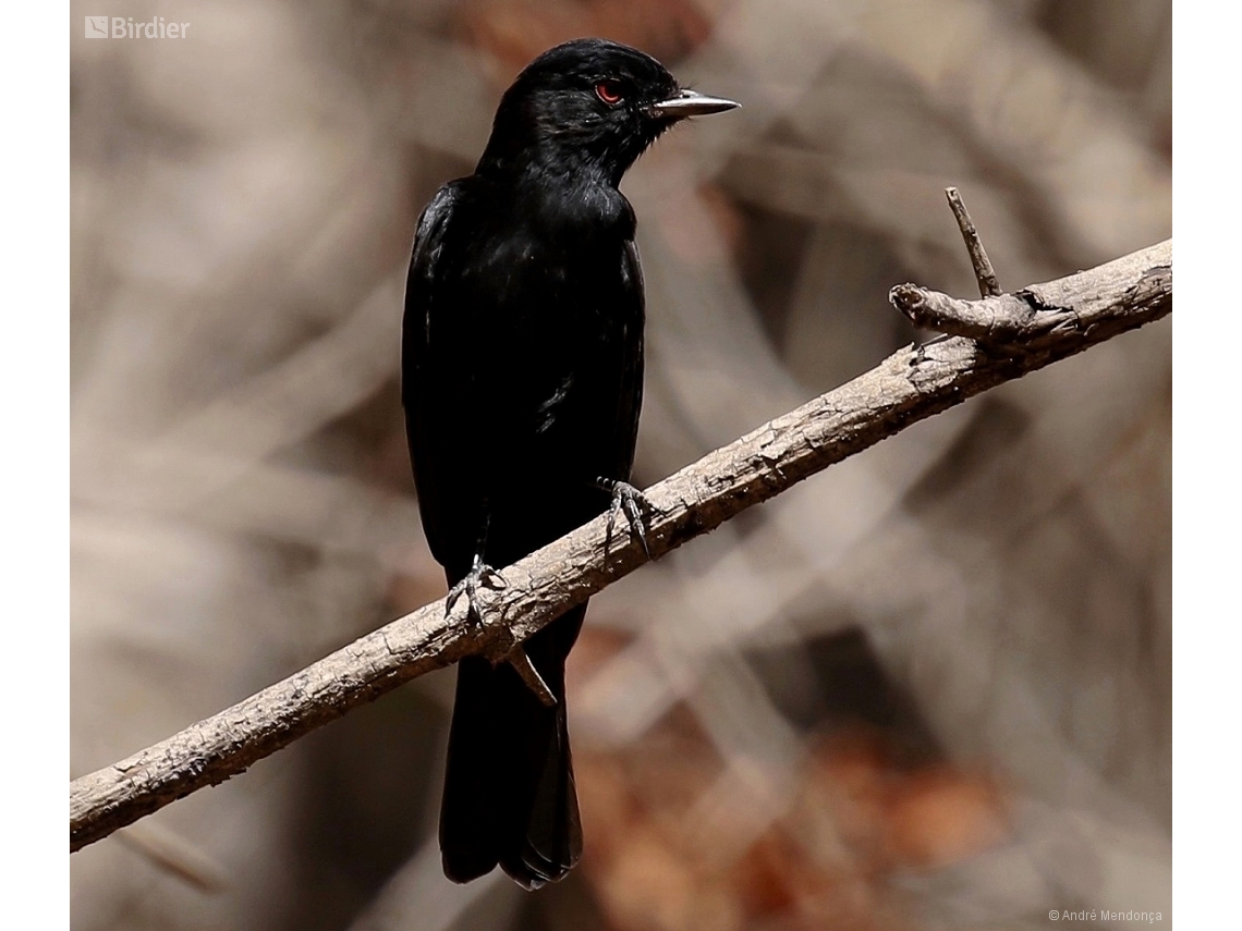 Knipolegus franciscanus