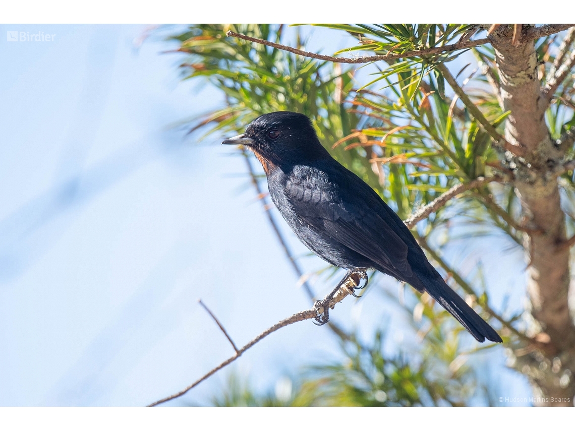 Knipolegus nigerrimus