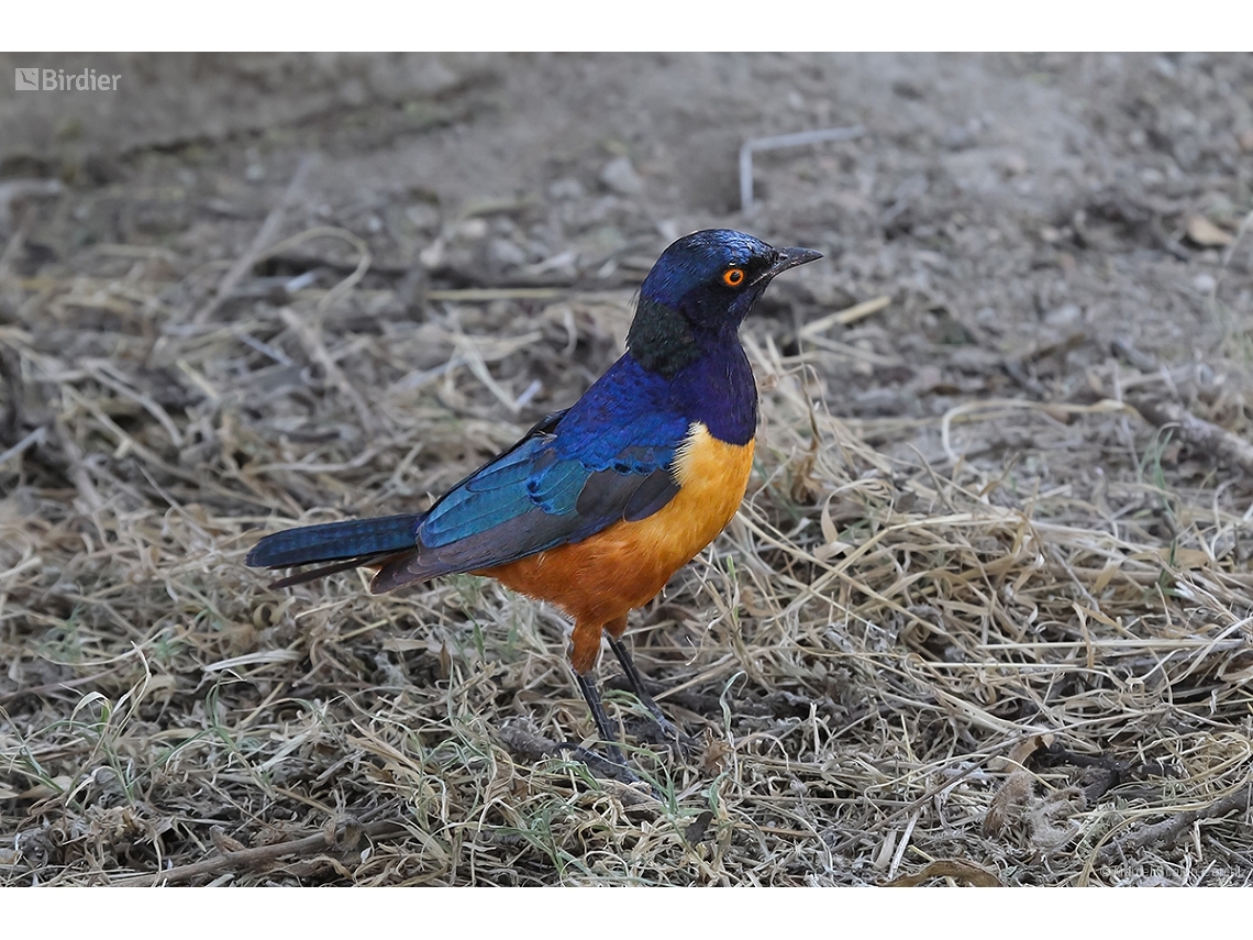 Lamprotornis hildebrandti