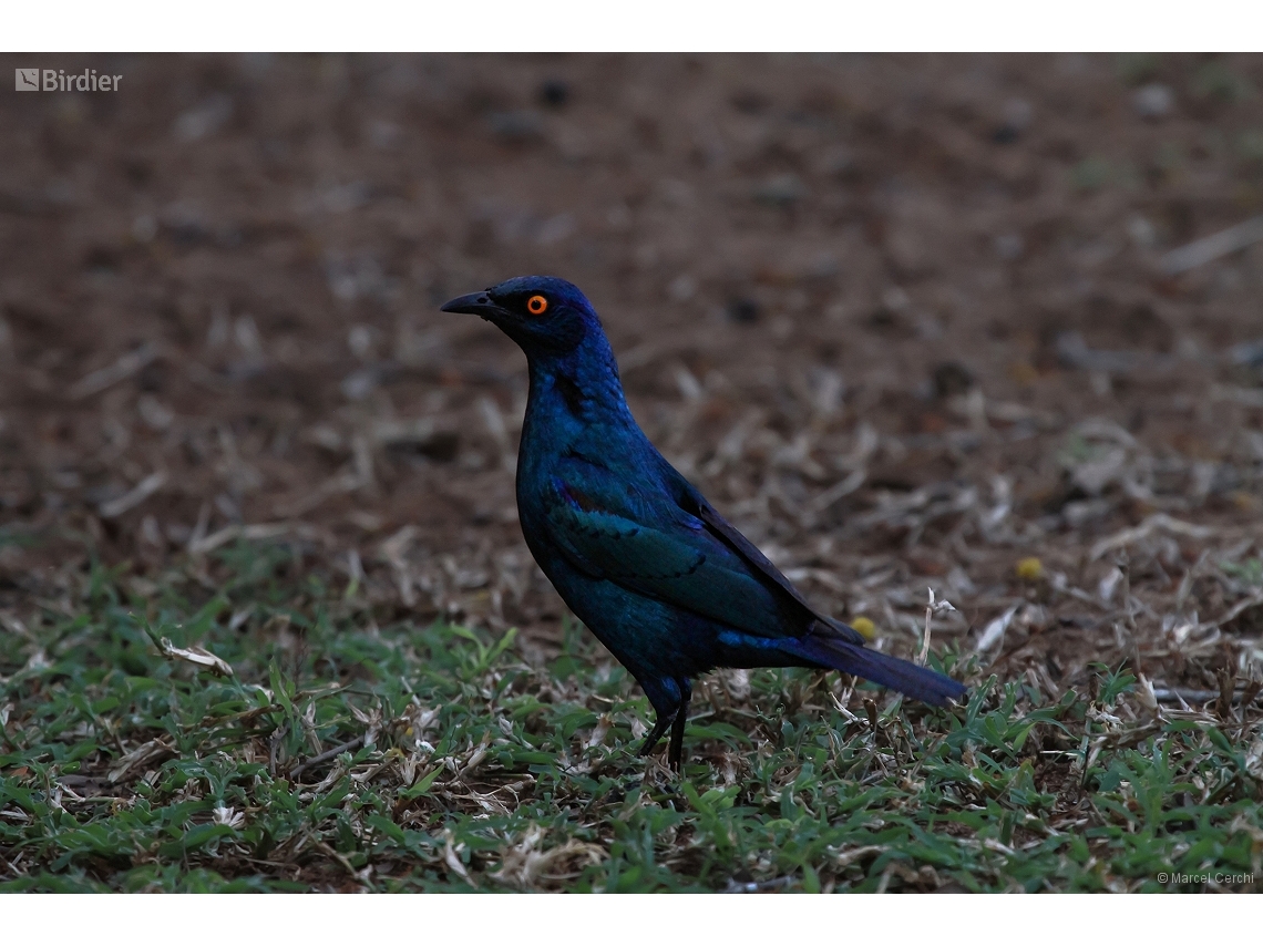 Lamprotornis nitens