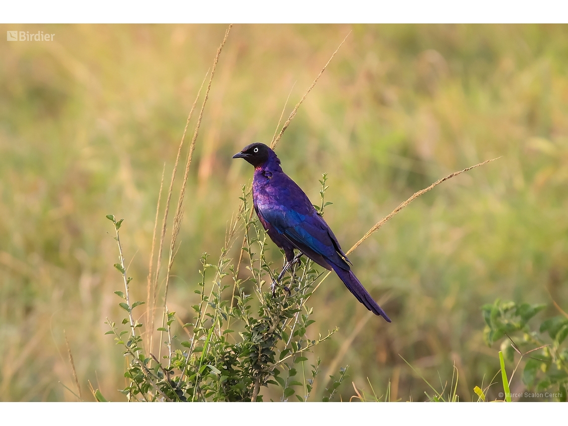 Lamprotornis purpuroptera