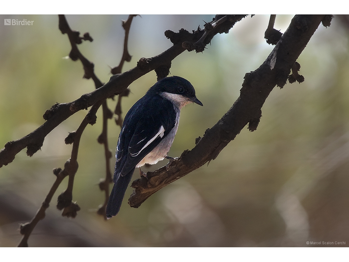 Lanius collaris