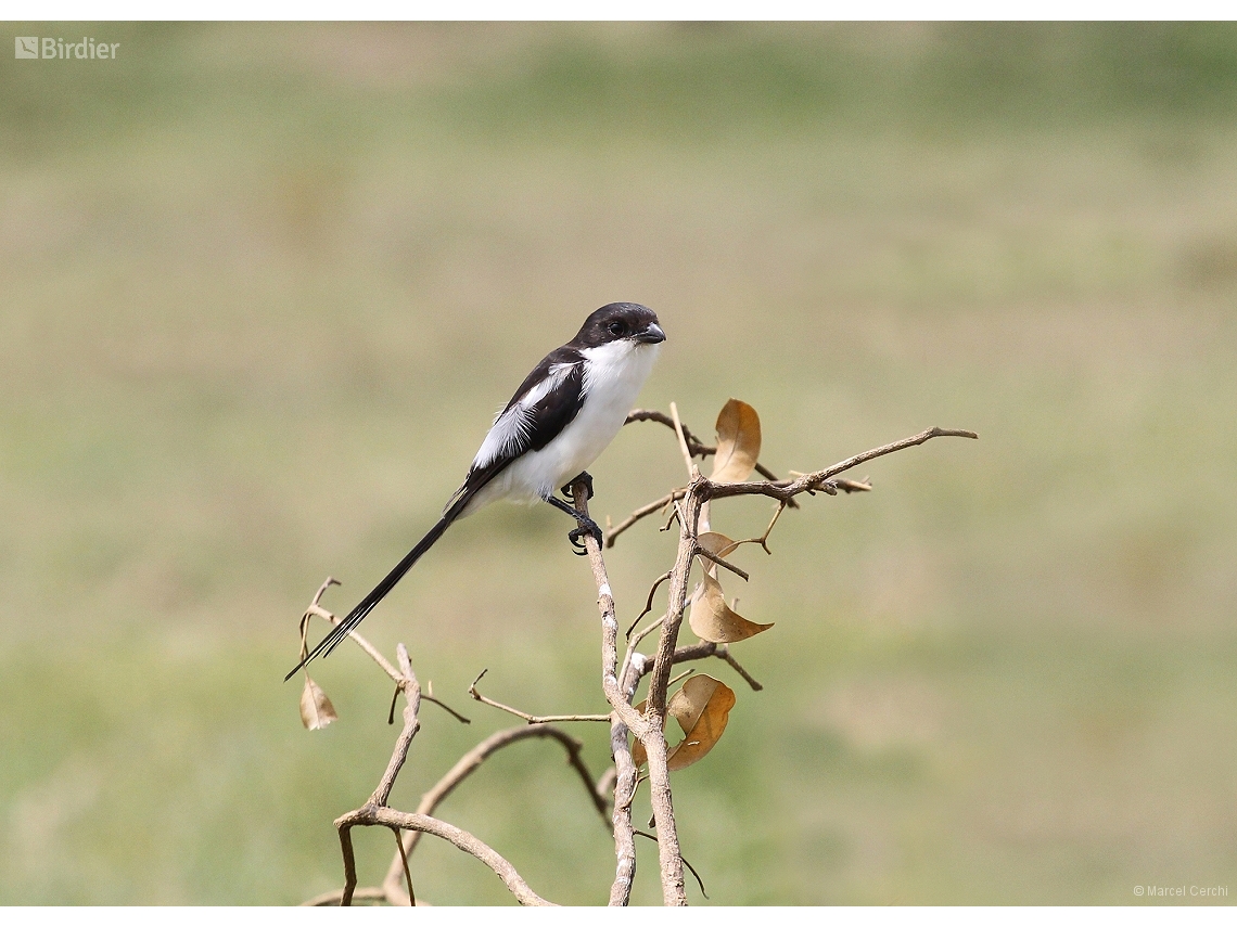 Lanius humeralis