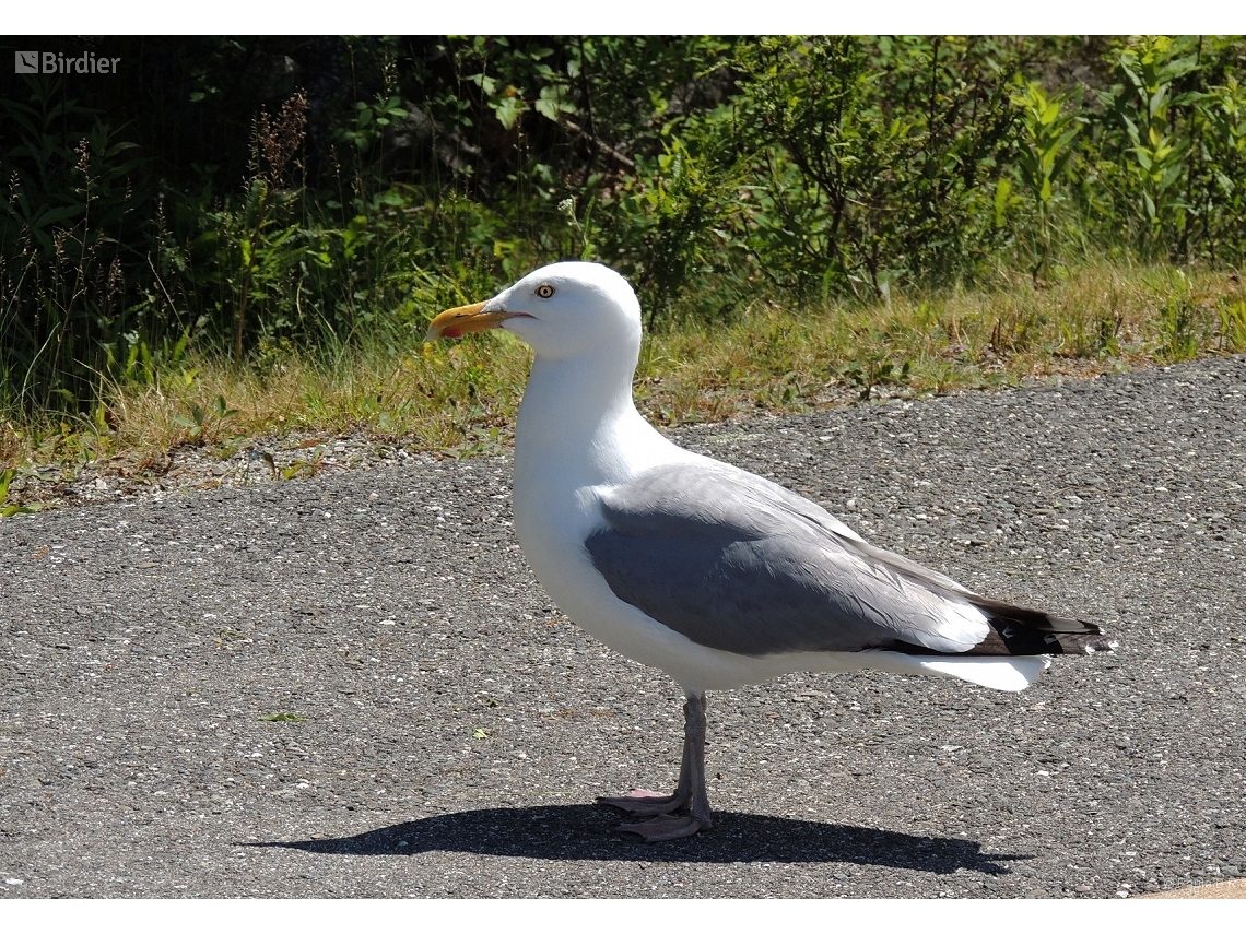 Larus smithsonianus