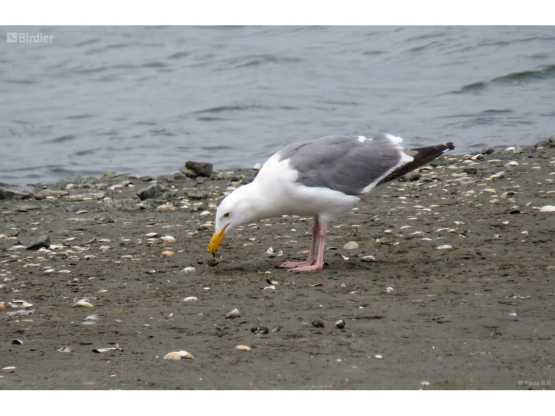 Larus smithsonianus