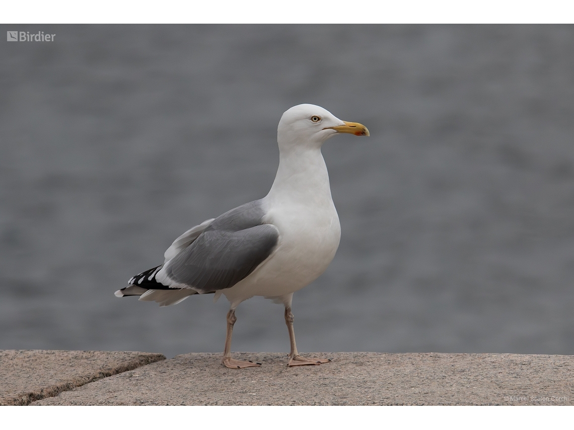 Larus cachinnans
