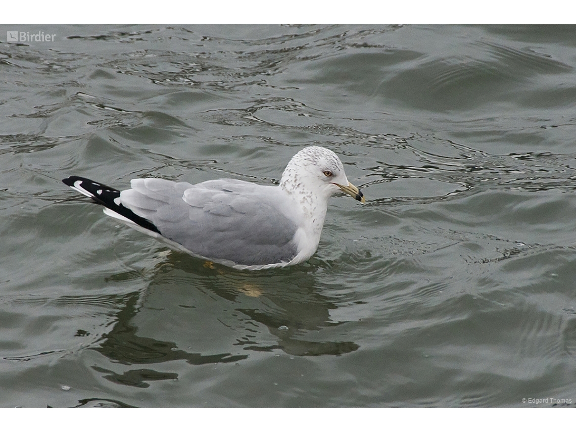 Larus delawarensis