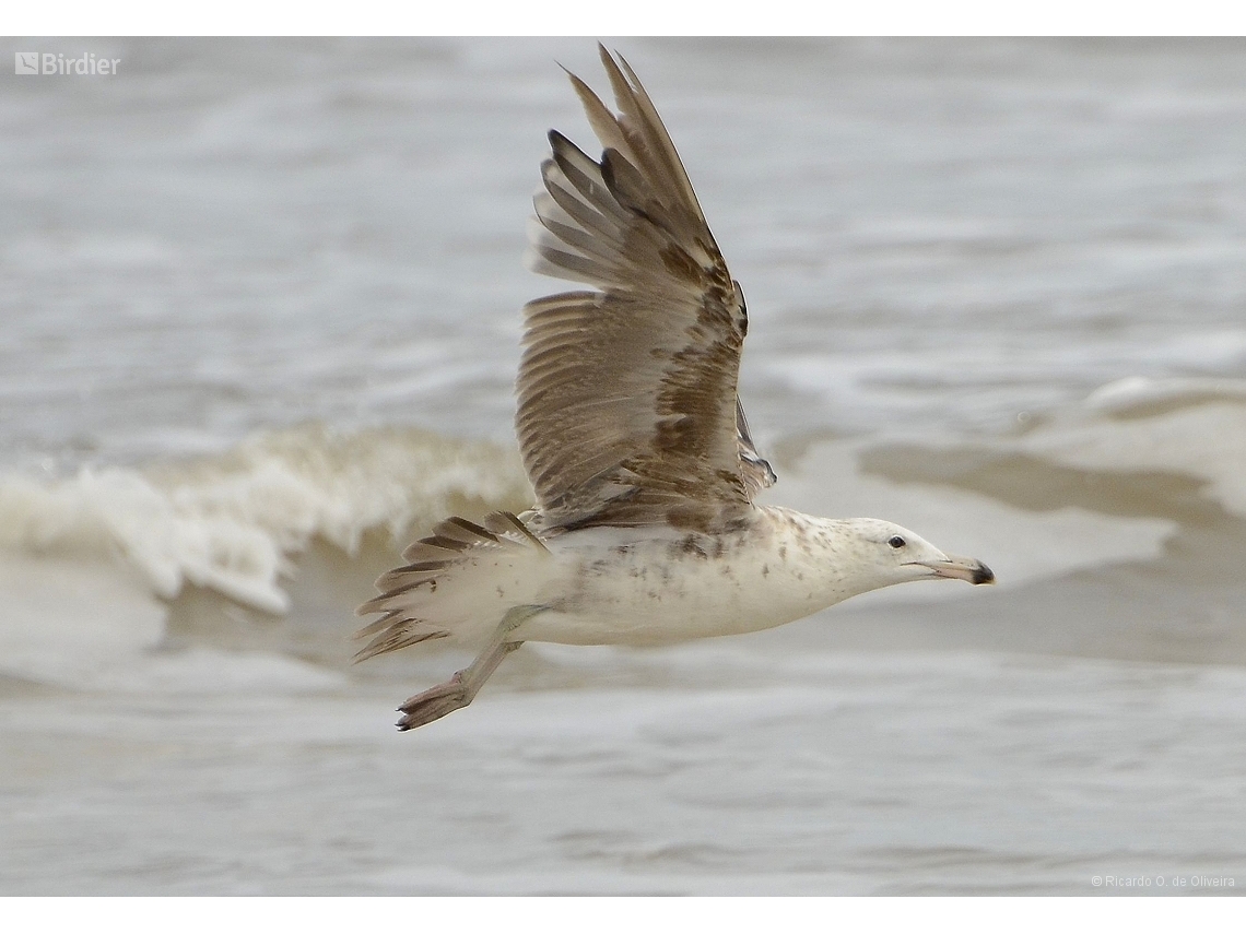 Larus dominicanus