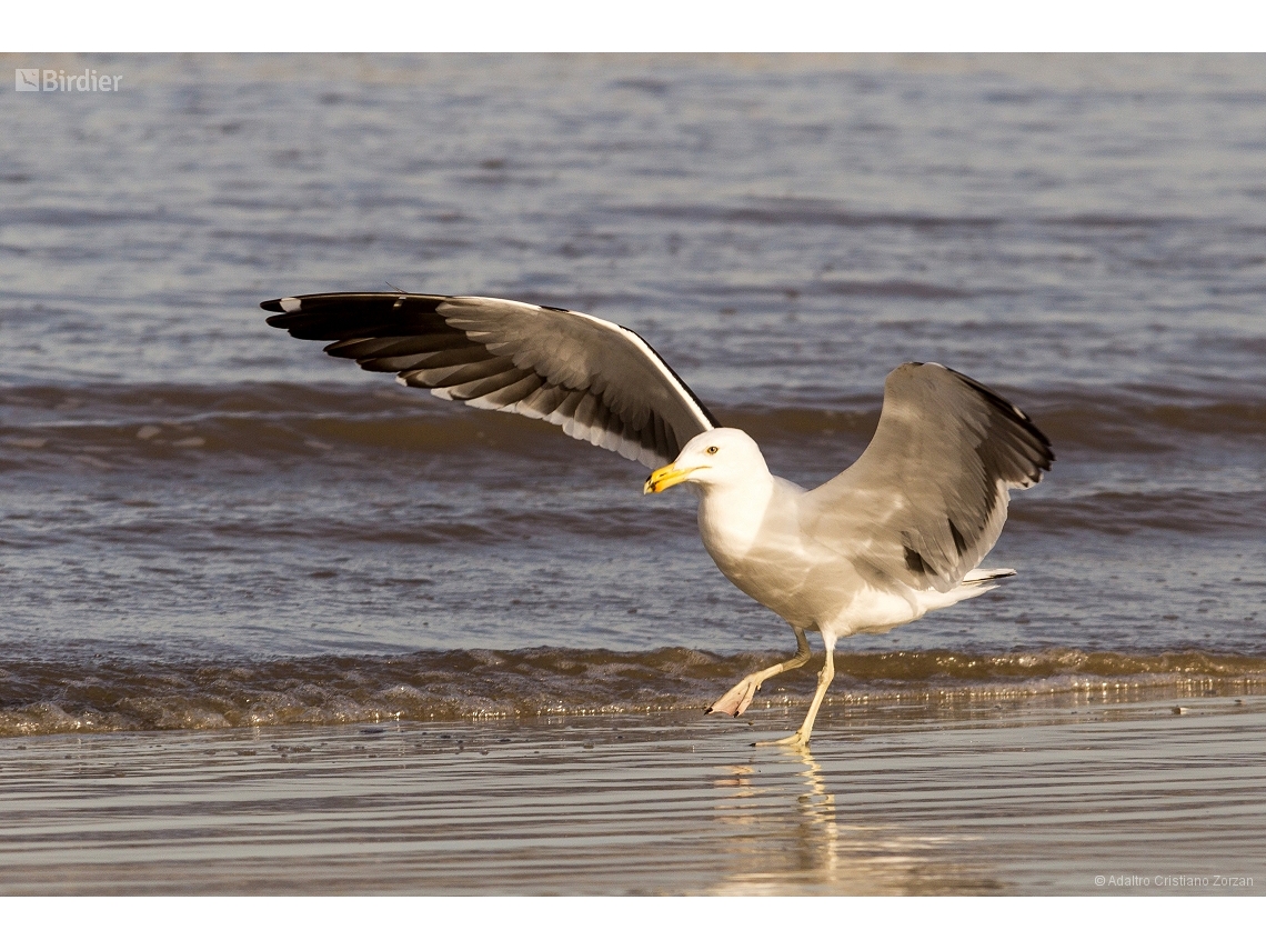 Larus dominicanus