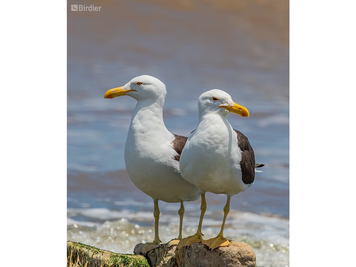 Larus dominicanus