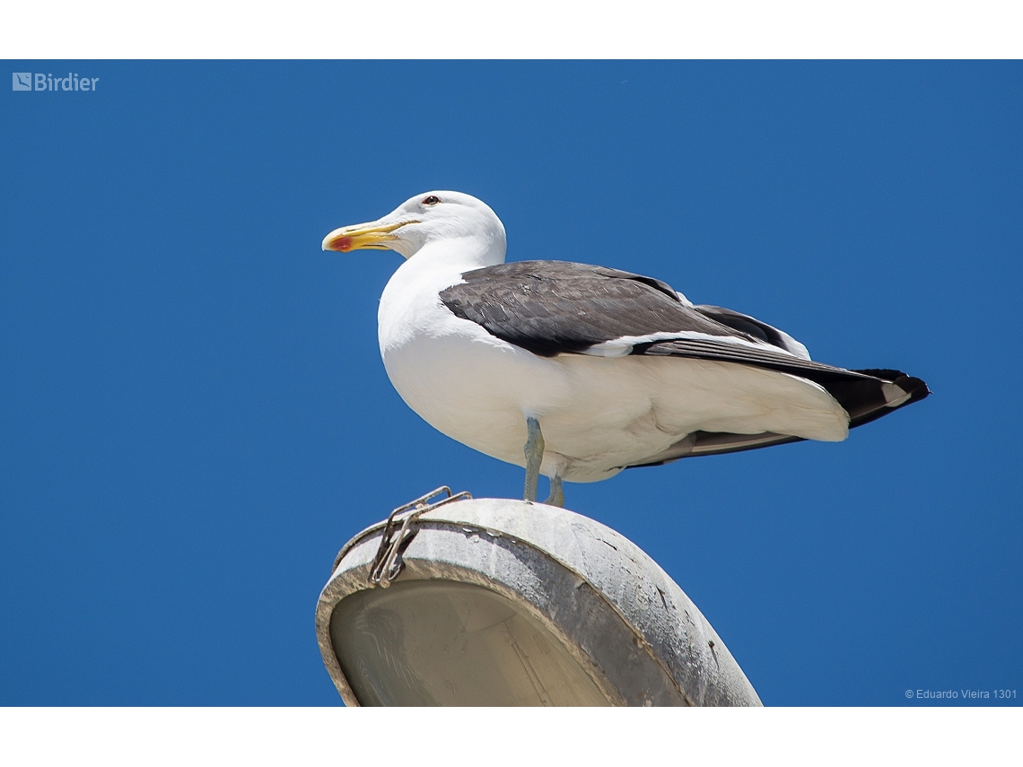 Larus dominicanus