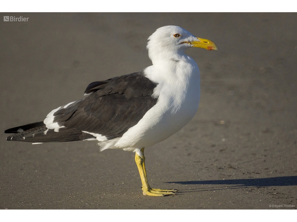 Larus dominicanus