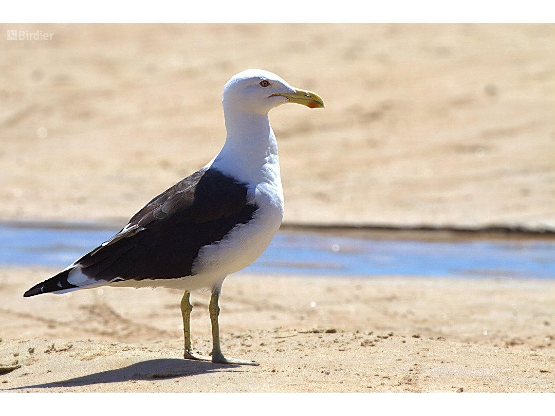 Larus dominicanus