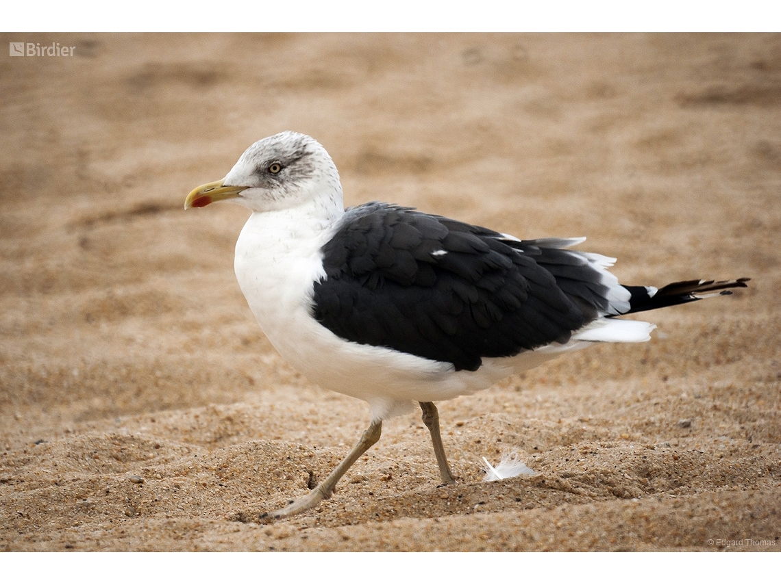 Larus fuscus