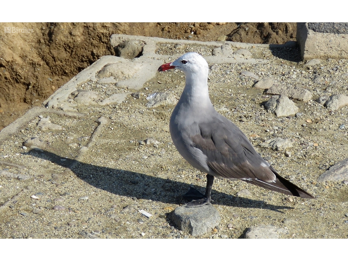 Larus heermanni