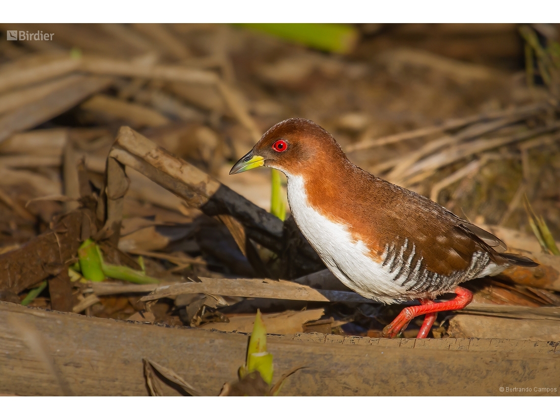 Rufirallus leucopyrrhus