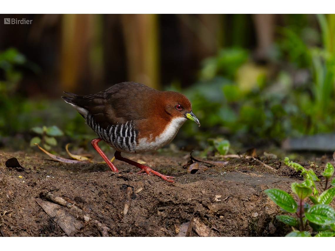 Rufirallus leucopyrrhus