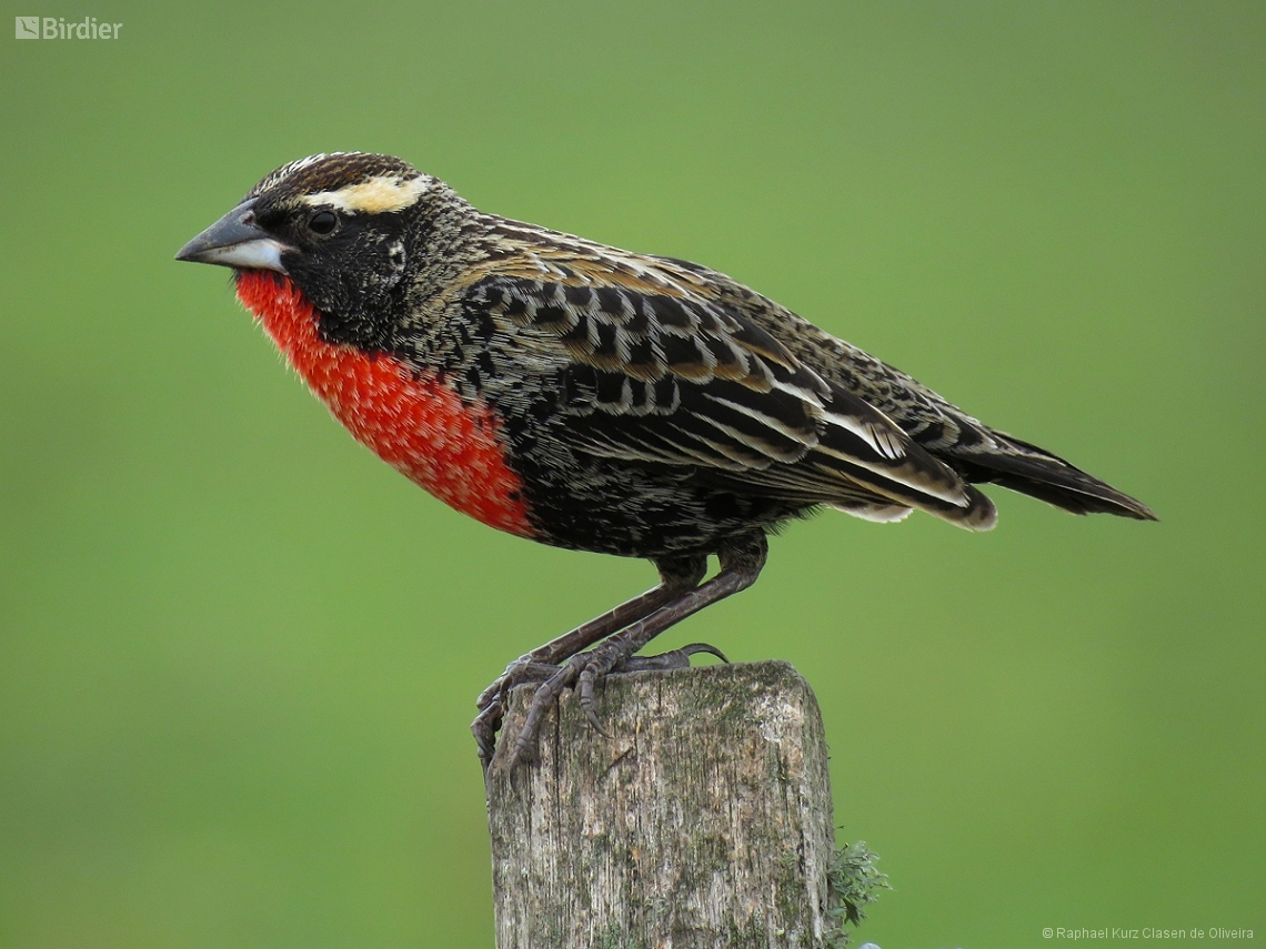 Leistes superciliaris