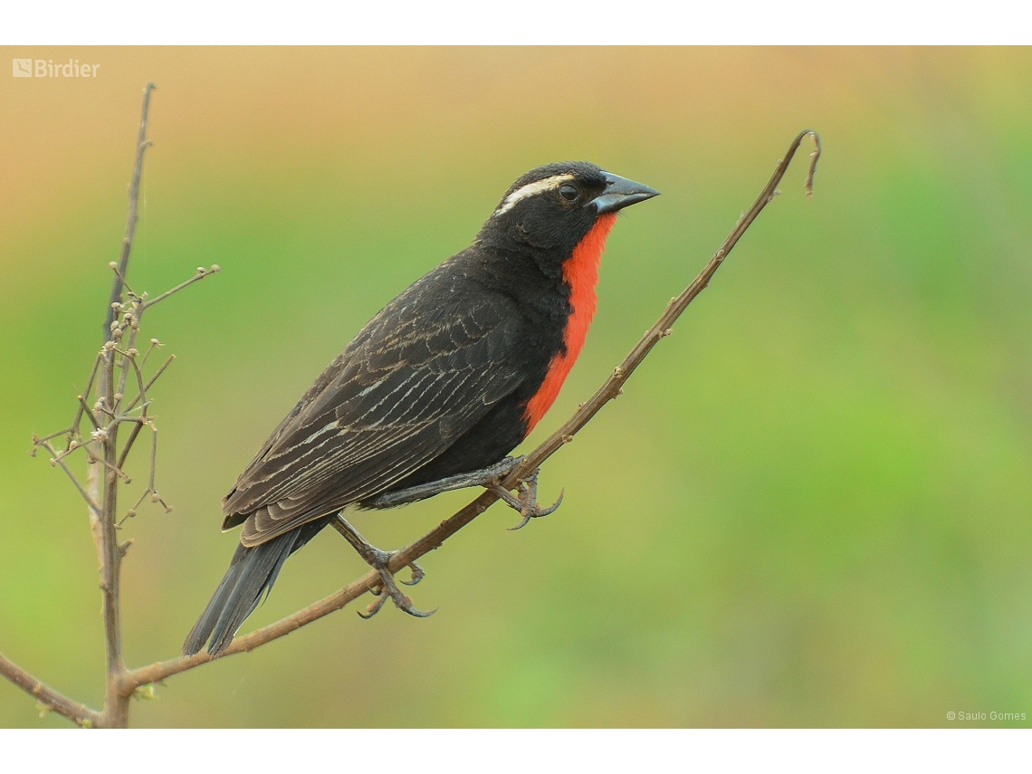 Leistes superciliaris