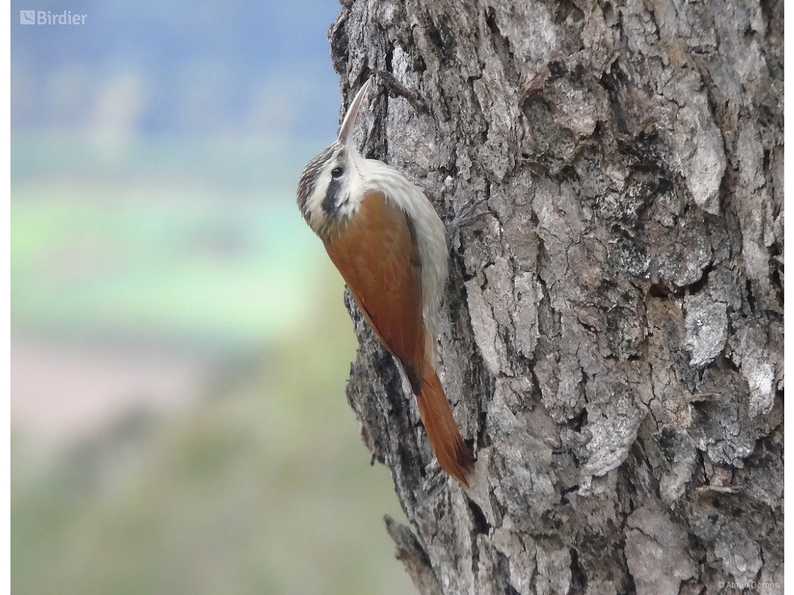 Lepidocolaptes angustirostris