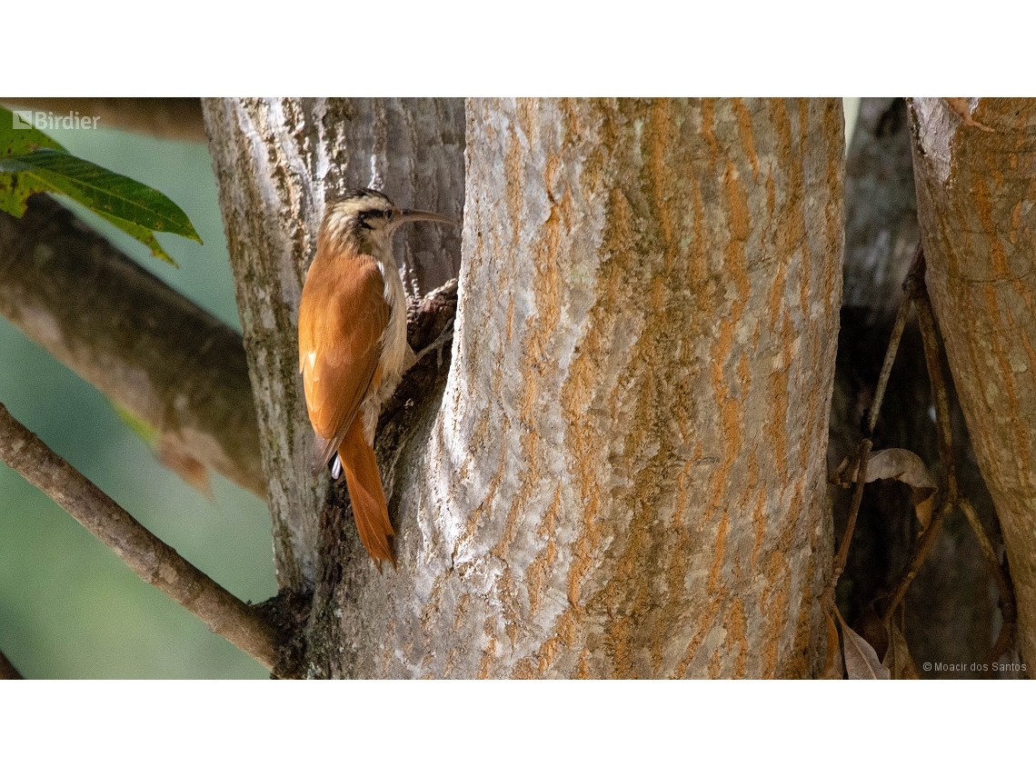 Lepidocolaptes angustirostris