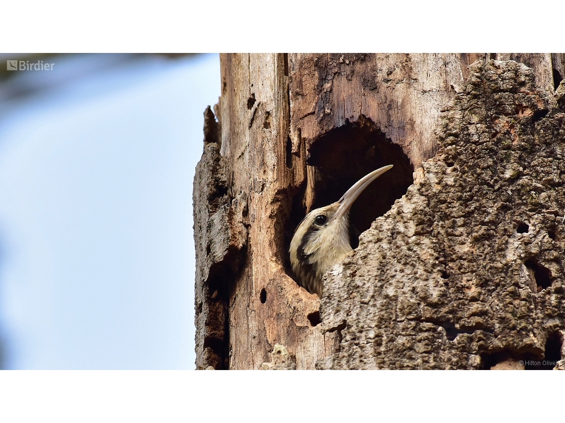 Lepidocolaptes angustirostris