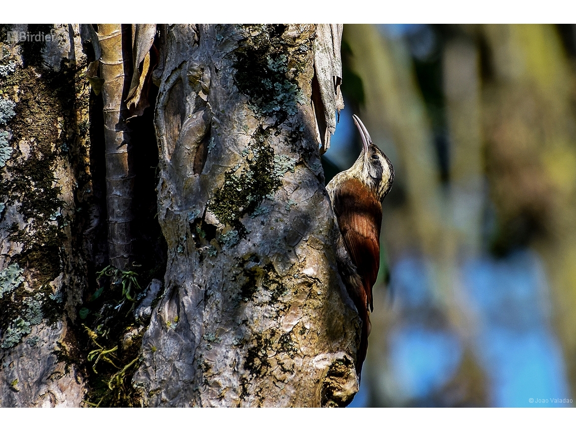 Lepidocolaptes angustirostris