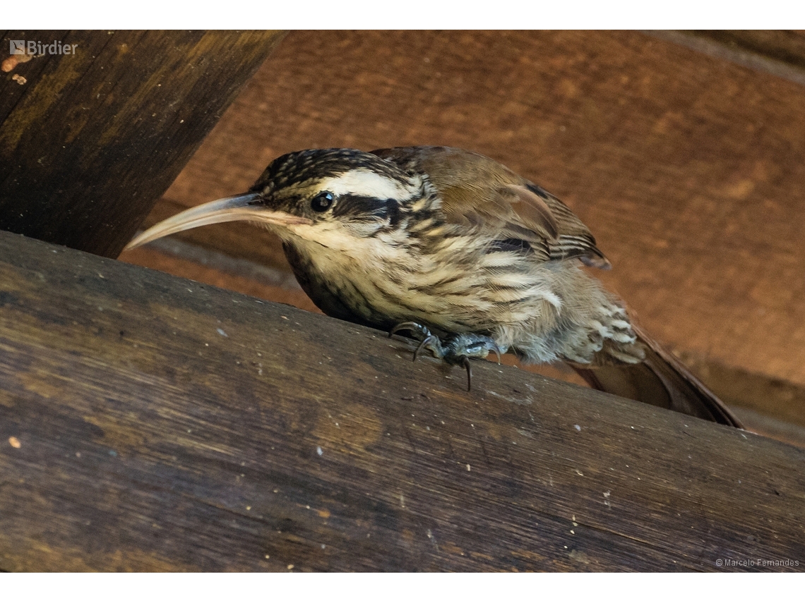Lepidocolaptes angustirostris