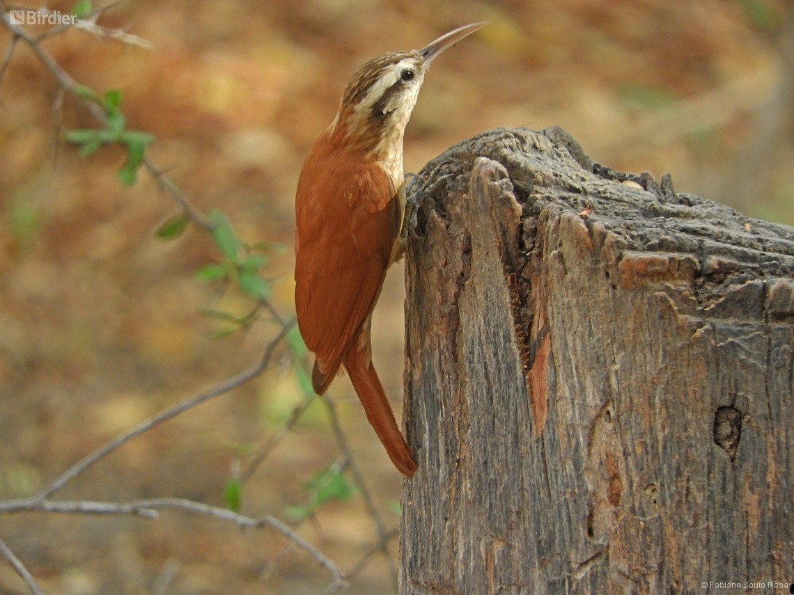 Lepidocolaptes angustirostris