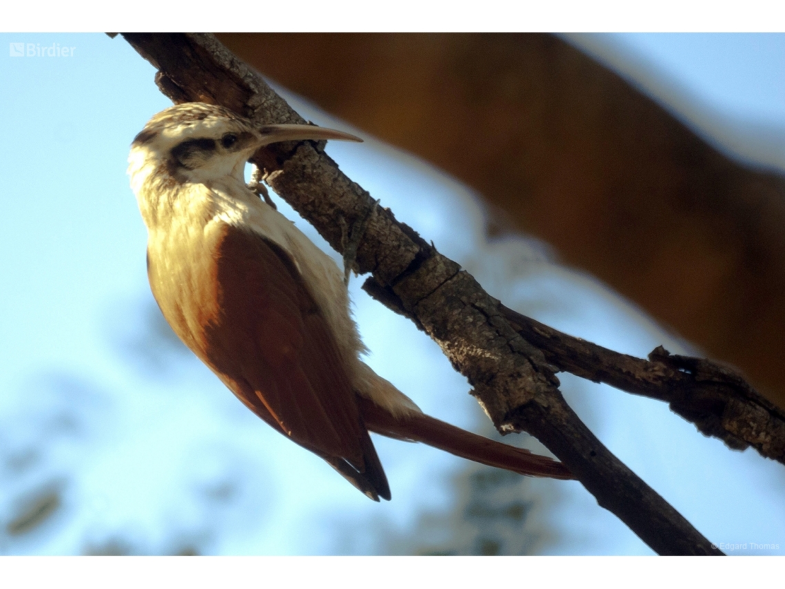 Lepidocolaptes angustirostris