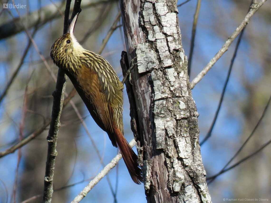 Lepidocolaptes falcinellus