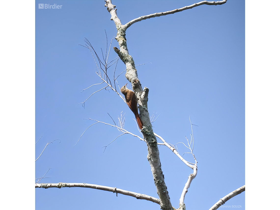 Lepidocolaptes layardi