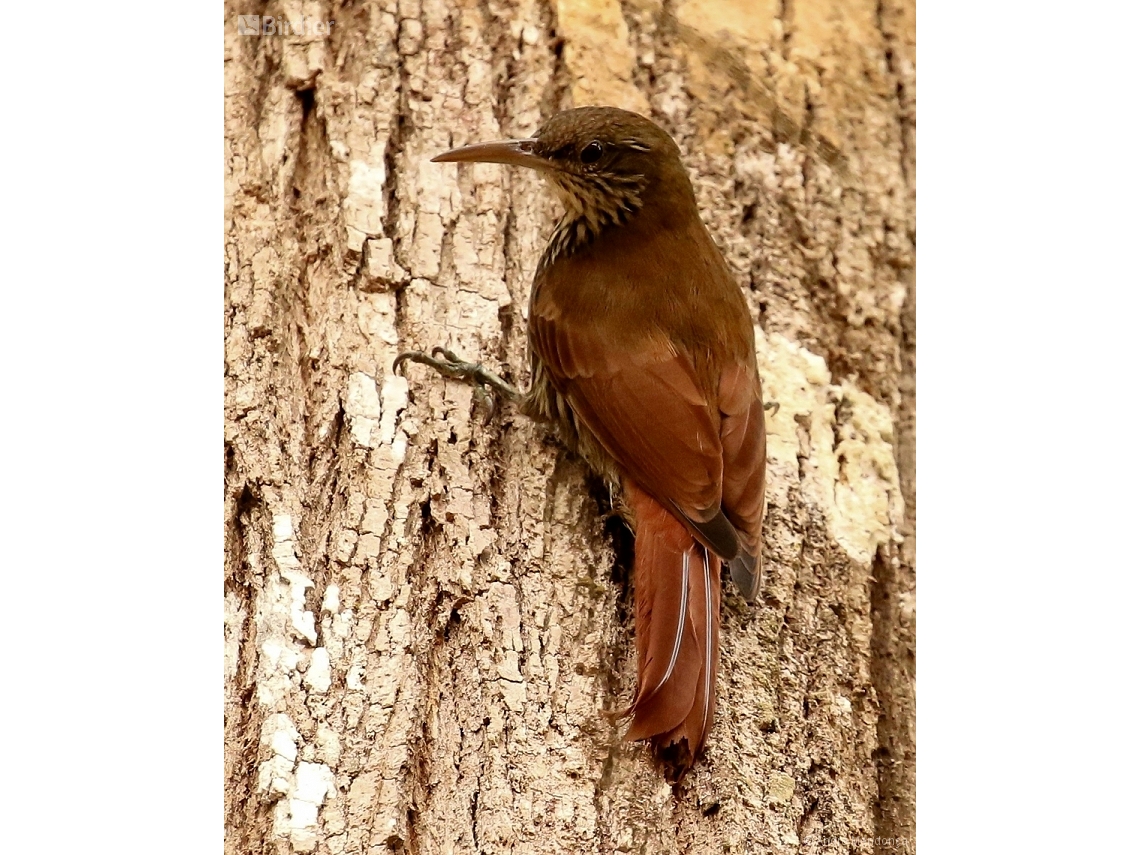 Lepidocolaptes layardi