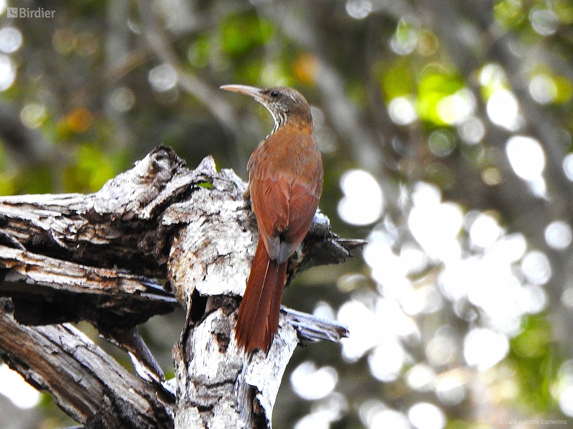 Lepidocolaptes layardi