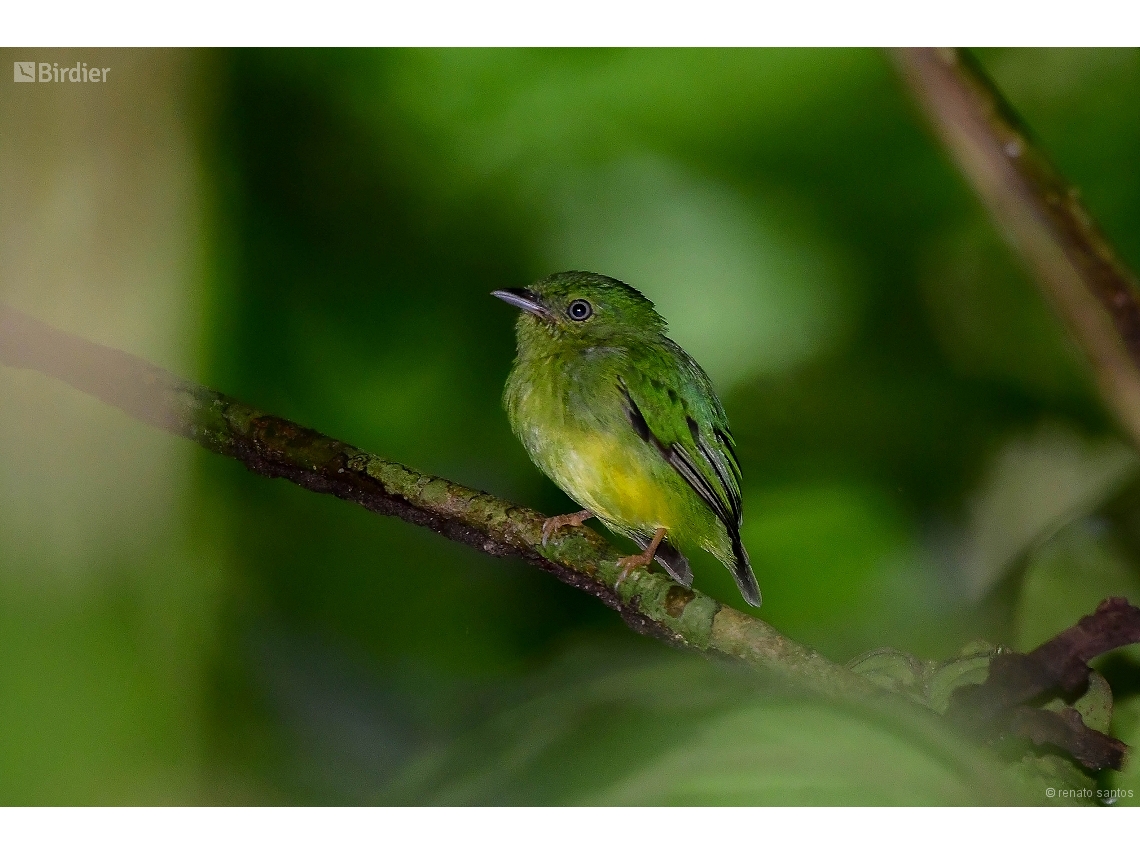 Lepidothrix nattereri