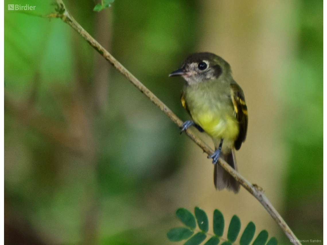 Leptopogon amaurocephalus