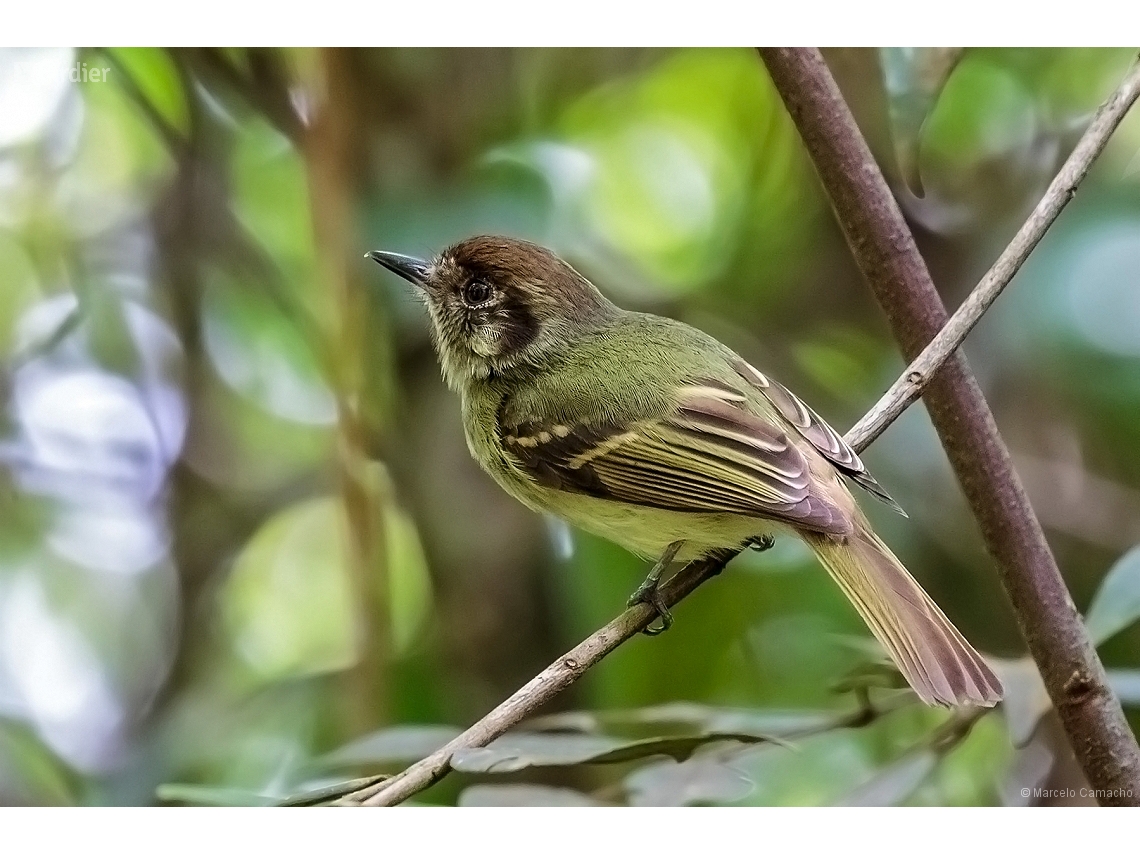 Leptopogon amaurocephalus
