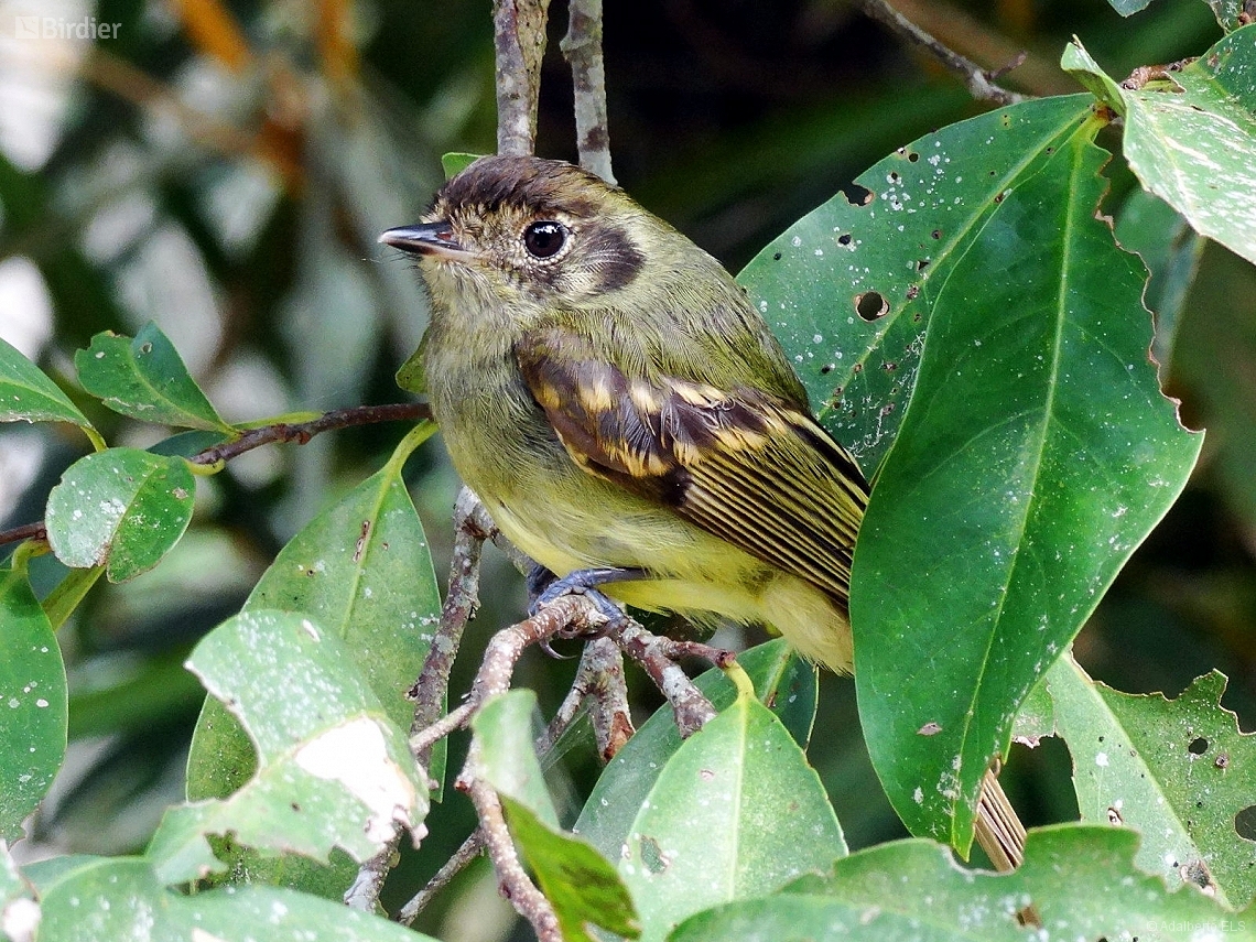 Leptopogon amaurocephalus