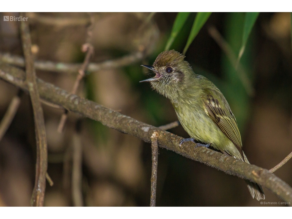 Leptopogon amaurocephalus