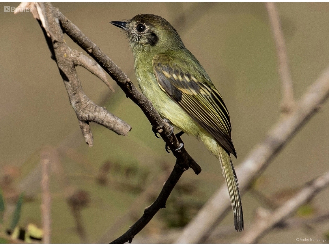 Leptopogon amaurocephalus