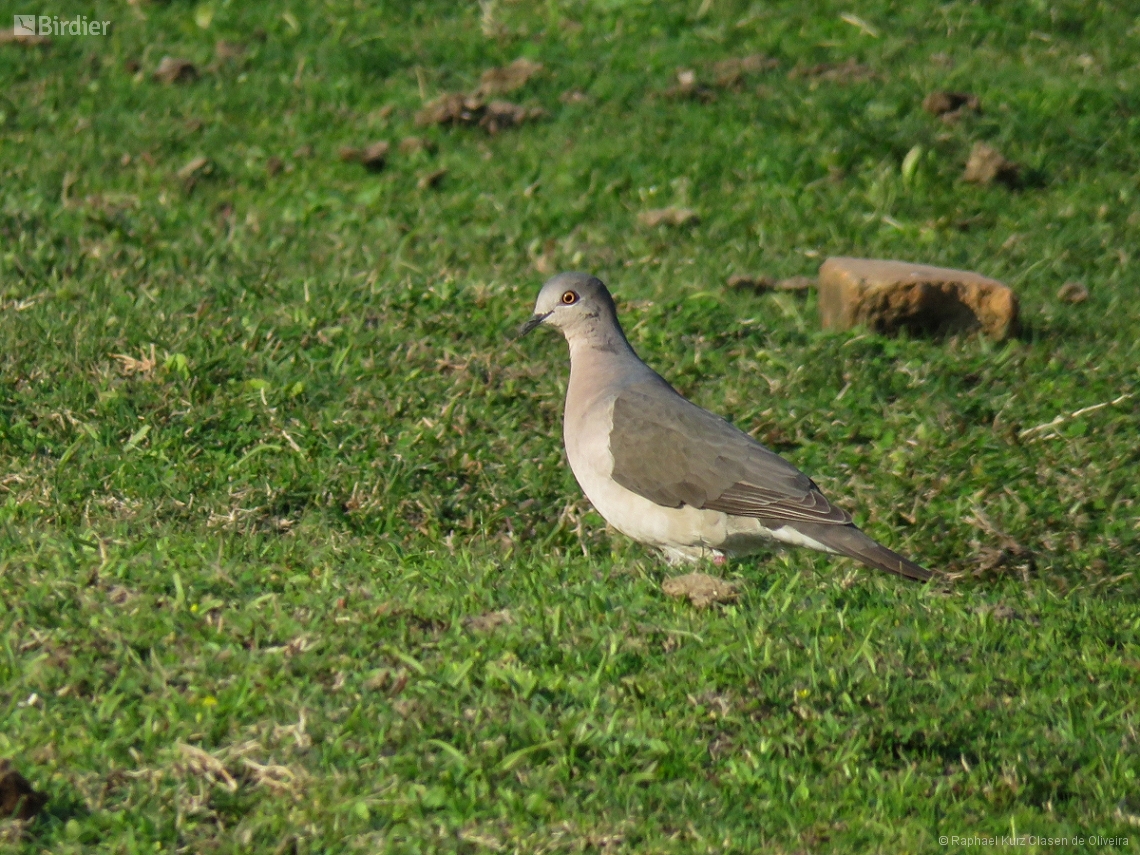 Leptotila verreauxi