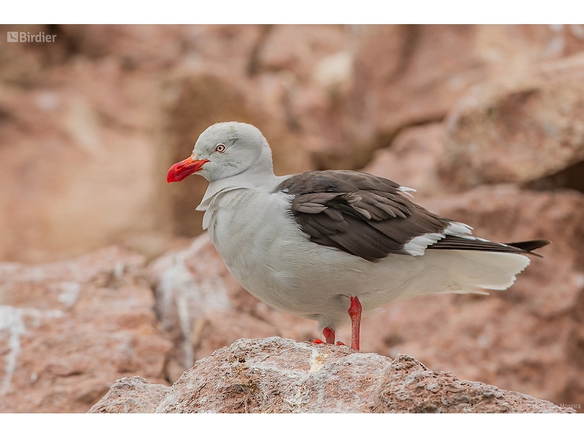 Leucophaeus scoresbii