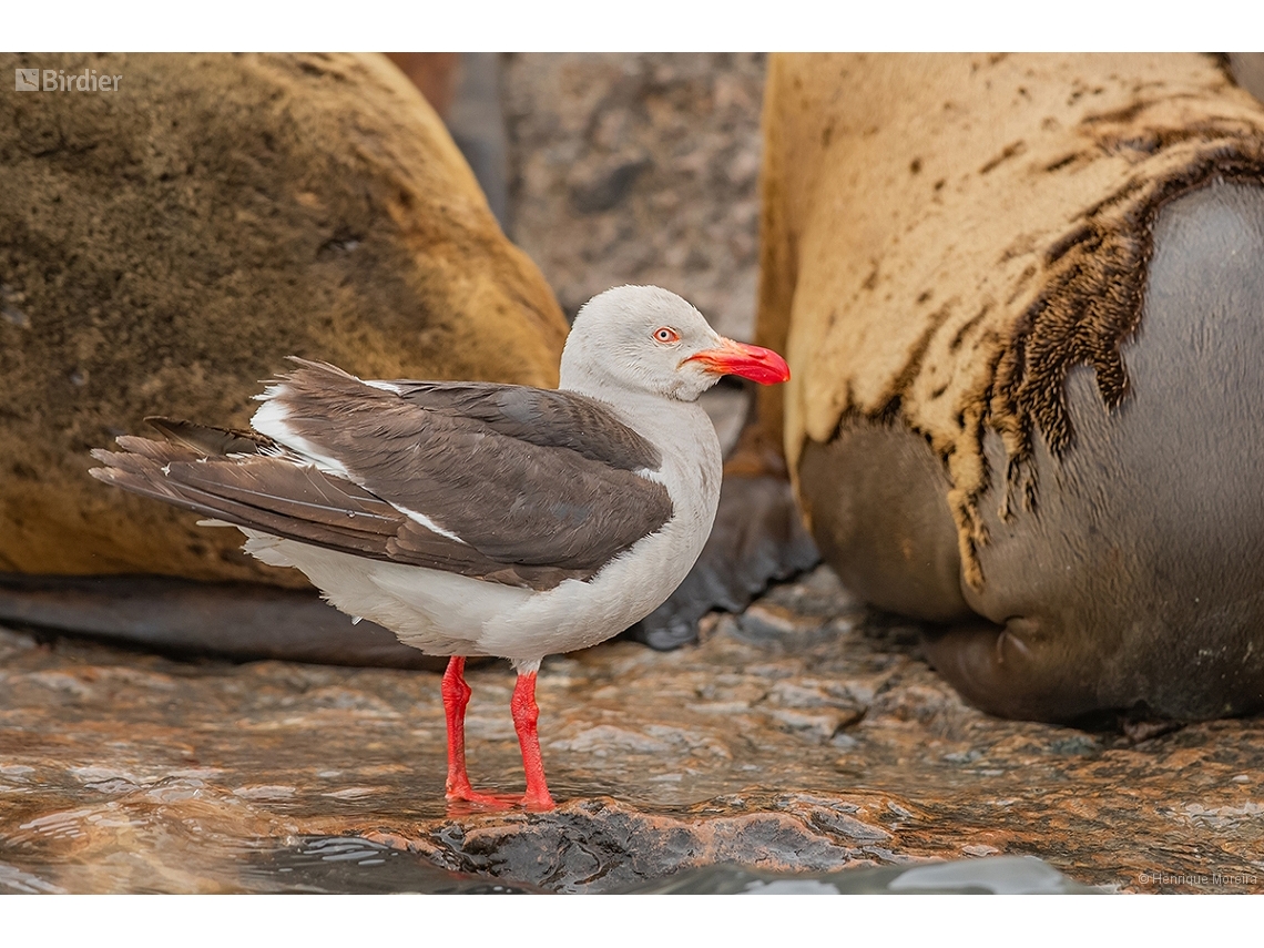 Leucophaeus scoresbii