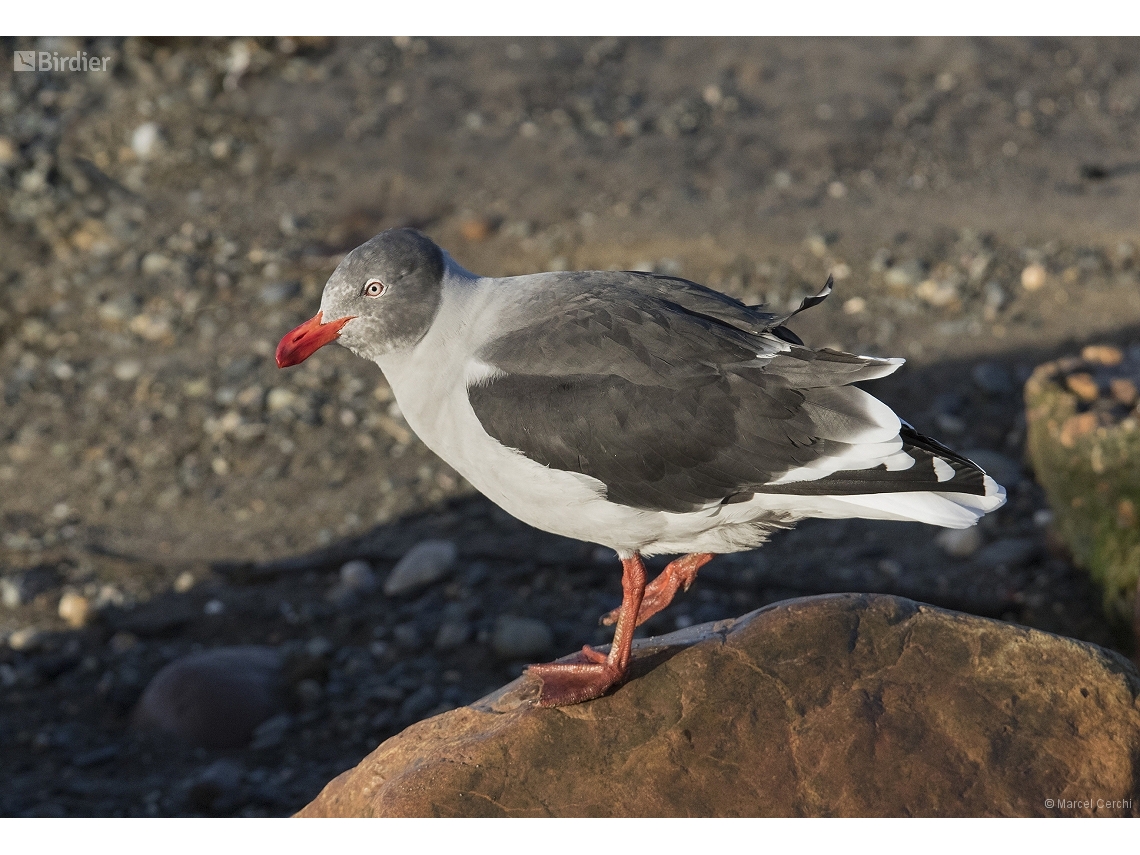 Leucophaeus scoresbii