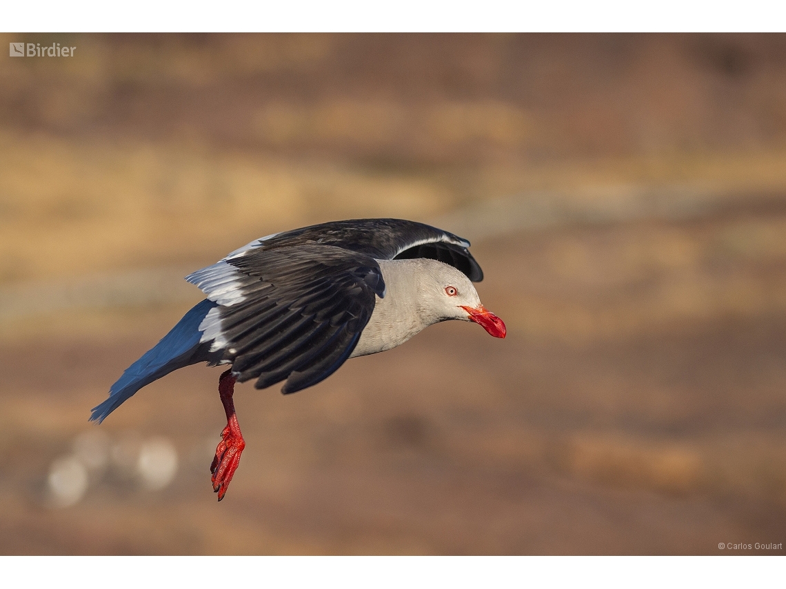 Leucophaeus scoresbii