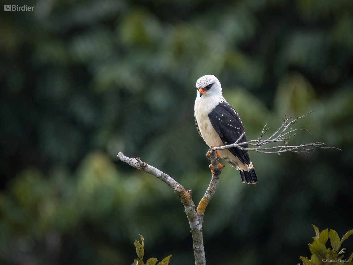 Leucopternis melanops