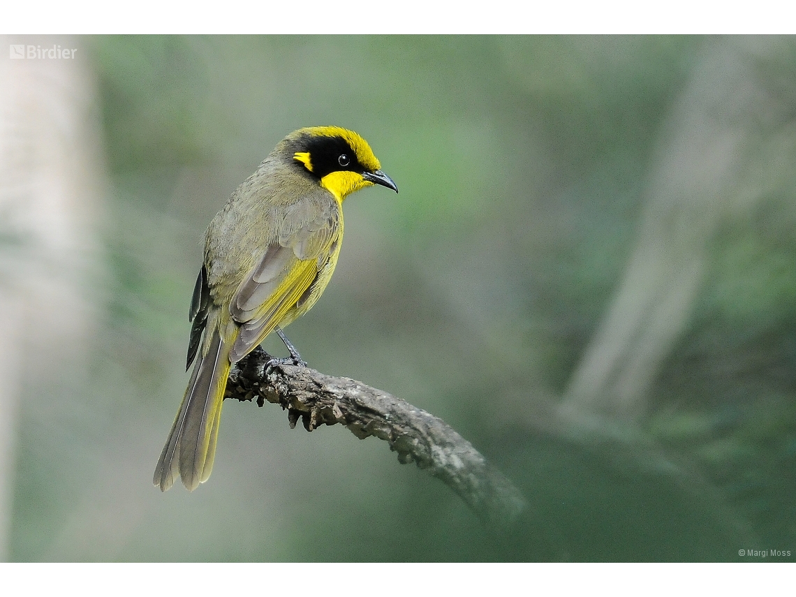 Lichenostomus melanops
